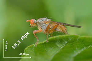 Megapixel